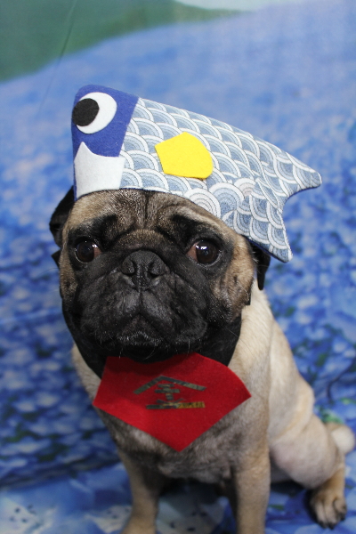 千葉県鎌ケ谷市のパグのトリミング画像