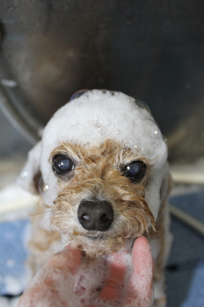 千葉県鎌ケ谷市のトイプードルのシャンプー画像