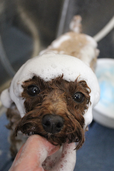 千葉県鎌ケ谷市トイプードルのシャンプー画像