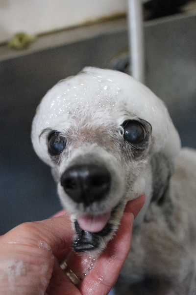 千葉県船橋市のトイプードルのシャンプー画像