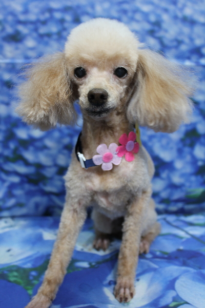 千葉県船橋市のトイプードルのトリミング画像