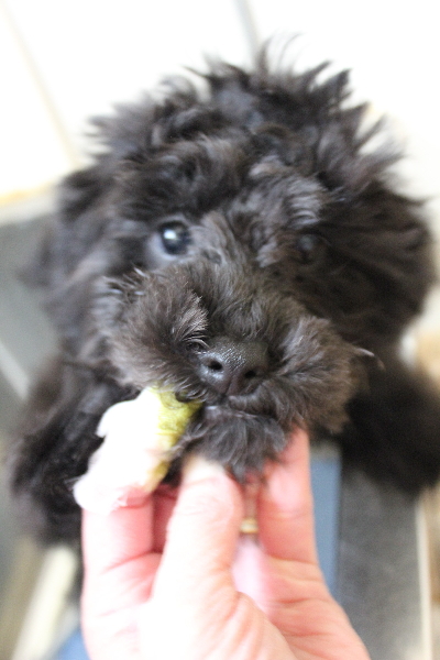 千葉県船橋市のトイプードルの歯磨き画像