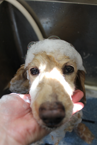 千葉県鎌ケ谷市のミニチュアダックスのシャンプー画像