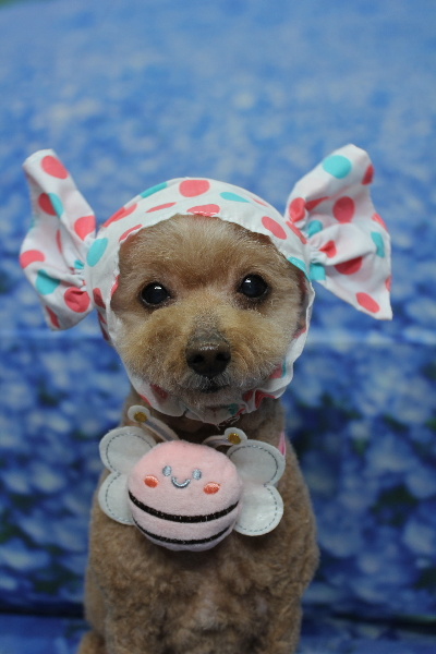 千葉県船橋市のトイプードルのトリミング画像