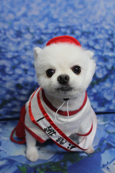 千葉県船橋市のポメラニアンのトリミング画像