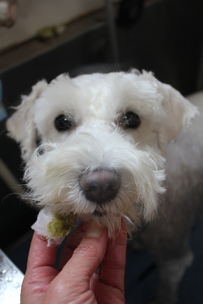 東京都江戸川区のミニチュアシュナウザーハーブ歯磨き画像