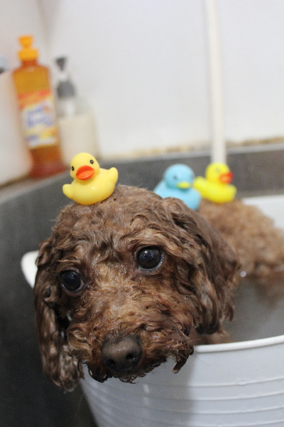 千葉県市川市のトイプードルの炭酸泉画像