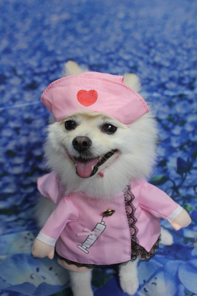 東京都港区のポメラニアンのトリミング画像