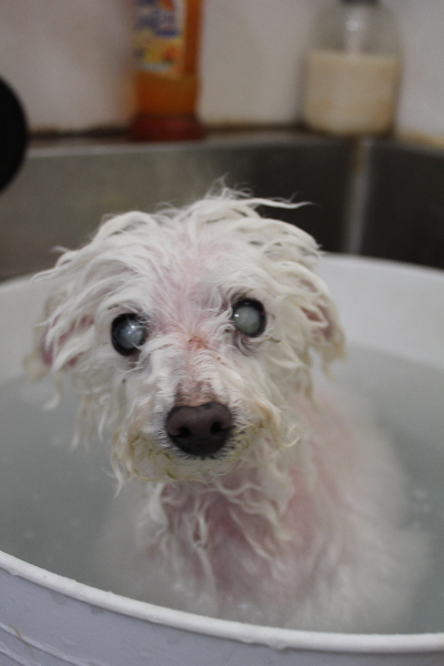 千葉県習志野市のトイプードルの炭酸泉画像