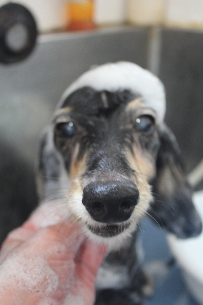 千葉県鎌ヶ谷市のミニチュアダックスのシャンプー画像