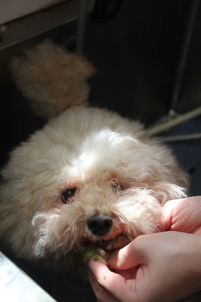 千葉県鎌ケ谷市のトイプードルの歯磨き画像