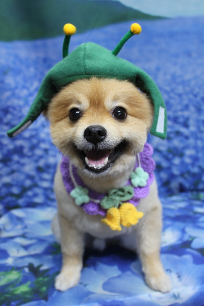 千葉県船橋市ポメラニアンのトリミング画像