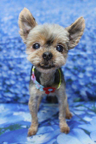 千葉県船橋市のヨークシャテリアのトリミング画像