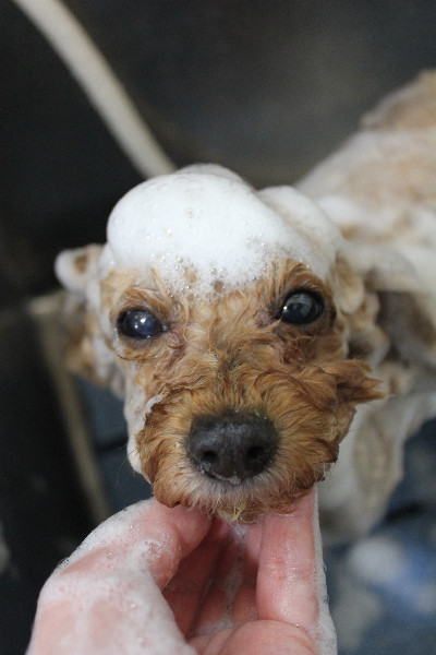 千葉県船橋市のトイプードルのシャンプー画像
