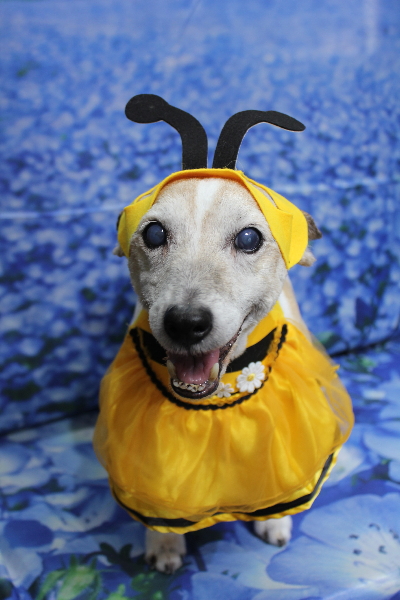 千葉県船橋市のジャックラッセルのトリミング画像