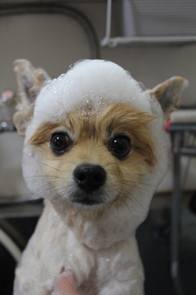 千葉県船橋市のポメラニアンのシャンプー画像