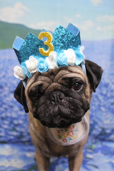 千葉県鎌ケ谷市のパグのトリミング画像