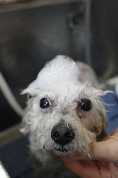 千葉県船橋市のトイプードルのシャンプー画像