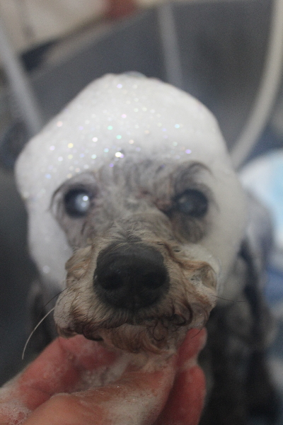 千葉県船橋市のトイプードルのシャンプー画像