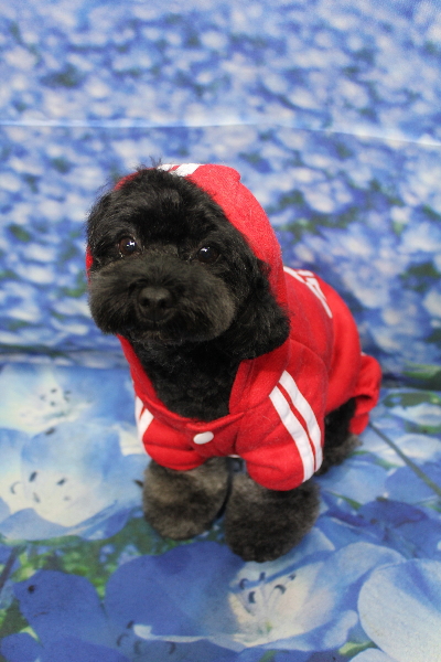 千葉県鎌ケ谷市のトイプードルのトリミング画像