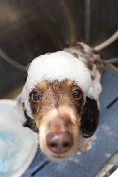 千葉県松戸市のミニチュアダックスのシャンプー画像