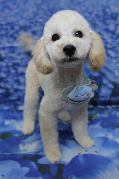 千葉県船橋市のトイプードルのトリミング画像