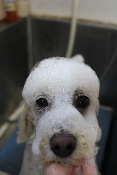 千葉県鎌ヶ谷市のトイプードルのシャンプー画像