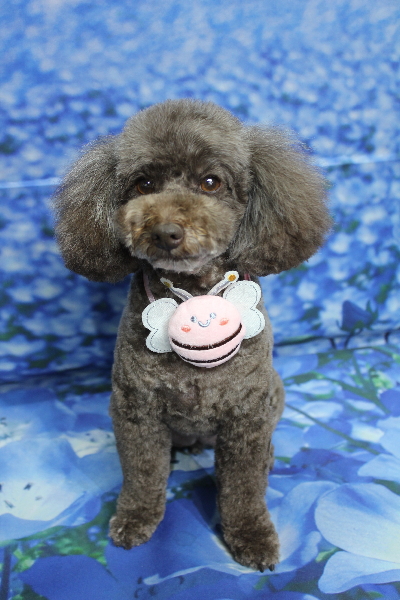 千葉県市川市のトイプードルのトリミング画像