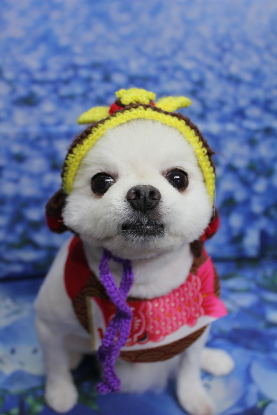 千葉県船橋市のポメラニアンのトリミング画像