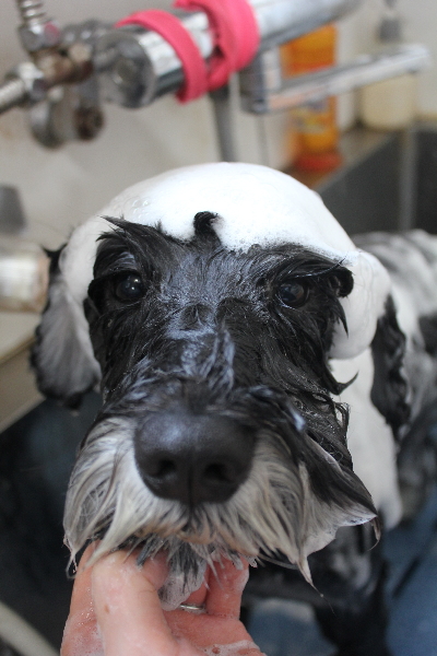 東京都江戸川区のミニチュアシュナウザーシャンプー画像