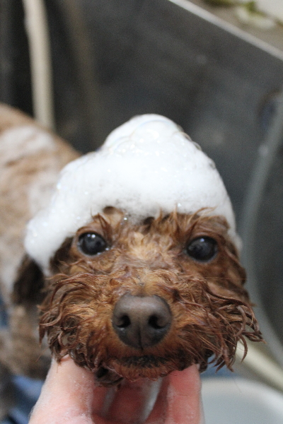 千葉県市川市のトイプードルのシャンプー画像