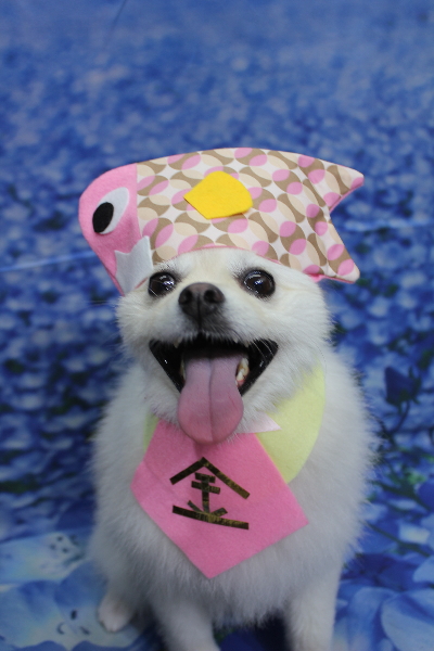 東京都港区のポメラニアンのトリミング画像