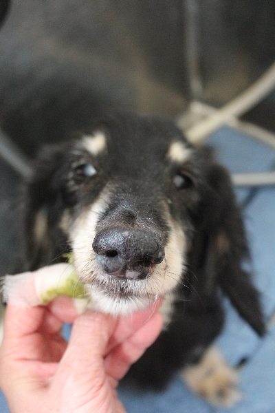 千葉県鎌ヶ谷市のミニチュアダックスの歯磨き画像