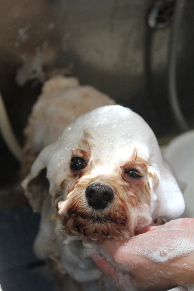 千葉県鎌ケ谷市のトイプードルのシャンプー画像
