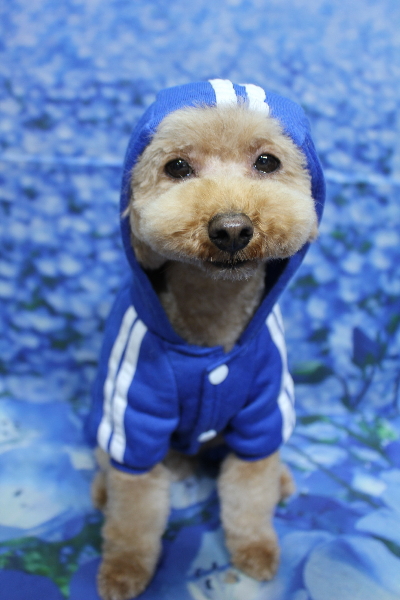 千葉県船橋市のトイプードルのトリミング画像