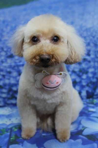 千葉県船橋市のトイプードルのトリミング画像