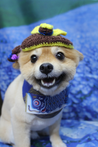 千葉県船橋市ポメラニアンのトリミング画像