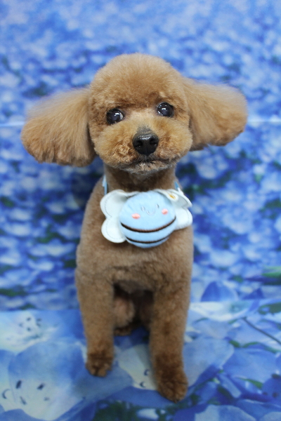 千葉県船橋市のトイプードルのトリミング画像