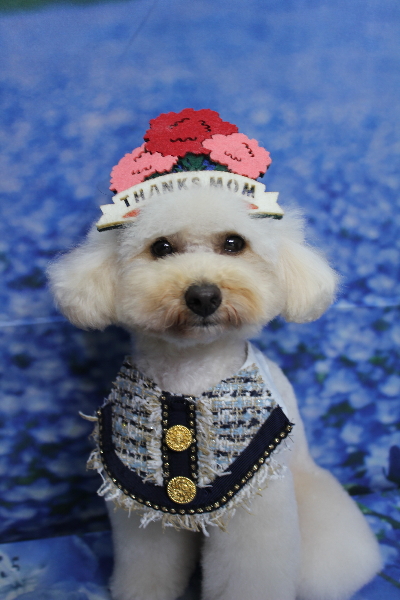 千葉県鎌ヶ谷市のトイプードルのトリミング画像