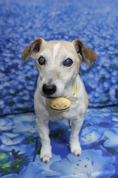 千葉県船橋市のジャックラッセルのトリミング画像