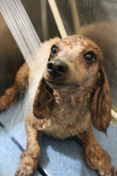 千葉県鎌ヶ谷市のトイプードルのオゾンシャワー画像