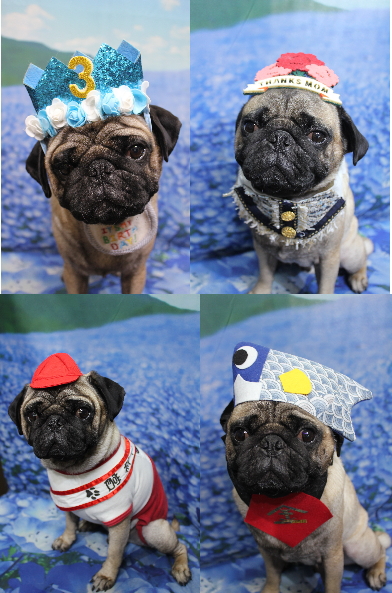 千葉県鎌ケ谷市のパグのトリミング画像