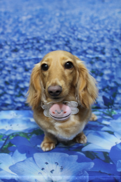 千葉県船橋市のミニチュアダックスのトリミング画像