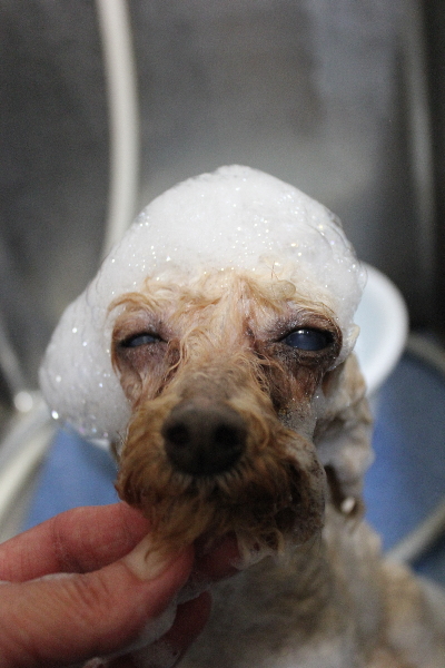 千葉県船橋市のトイプードルのシャンプー画像