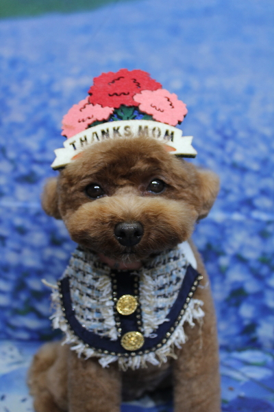 千葉県鎌ケ谷市トイプードルのトリミング画像