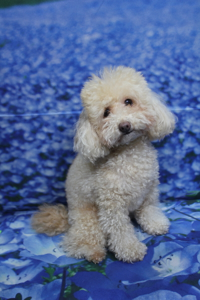 千葉県船橋市のトイプードルのトリミング前画像