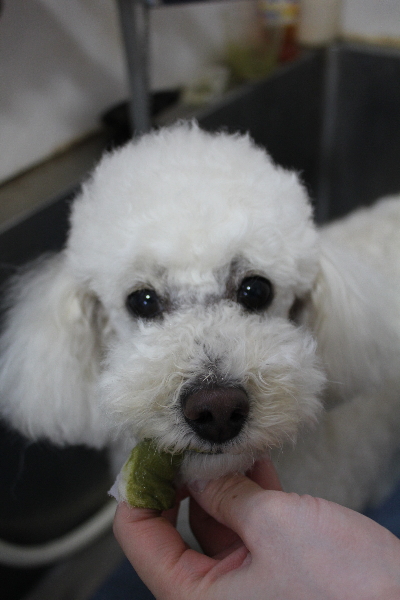 千葉県鎌ヶ谷市のトイプードルのハーブ歯磨き画像