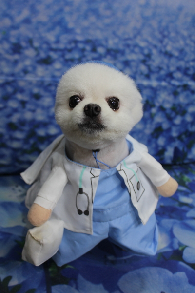 千葉県船橋市のポメラニアンのトリミング画像