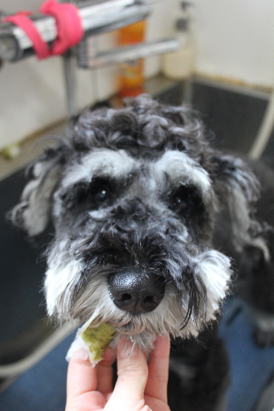 東京都江戸川区のミニチュアシュナウザーハーブ歯磨き画像