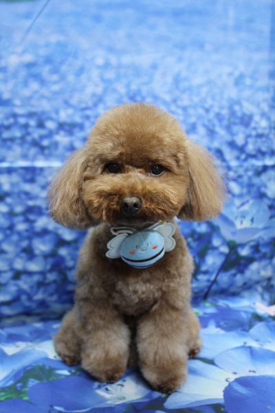 千葉県市川市のトイプードルのトリミング画像